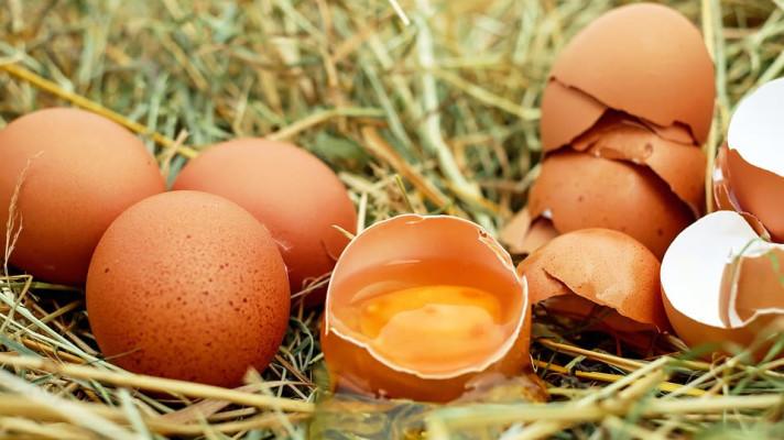 Čeští odborníci našli ve vejcích z Ghany extrémní množství dioxinů