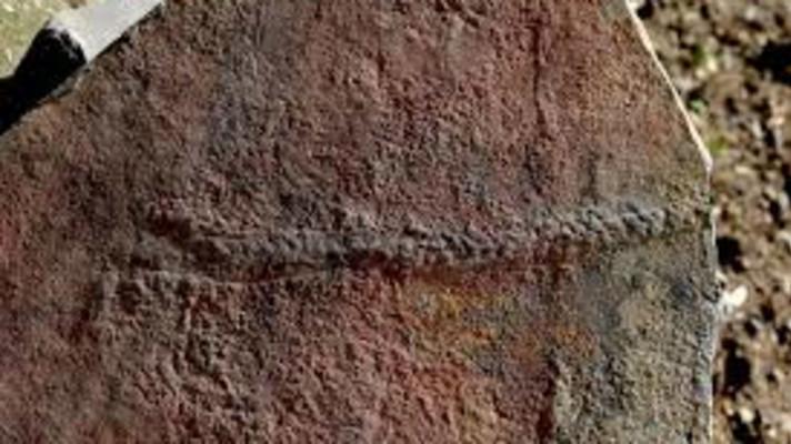 Vědci našli nejstarší fosilii živočicha, žil před 550 miliony let