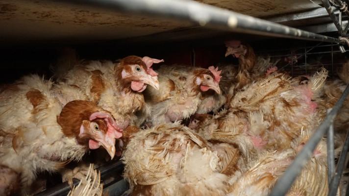 Rok po zveřejnění záběrů z klecových chovů: Supermarkety obměňují nabídku vajec a drůbežáři pod tlakem řetězců přestavují chovy