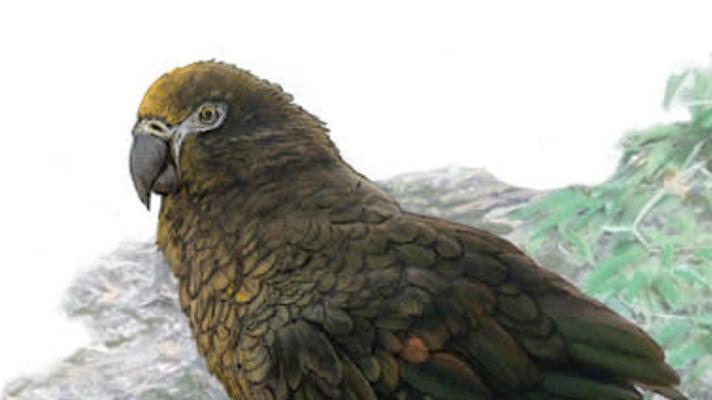 Na Novém Zélandu objevili pradávného obřího papouška