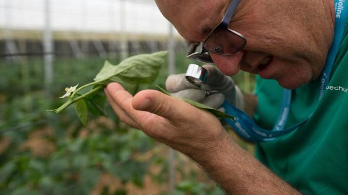 Španělský farmář používá místo pesticidů hmyz