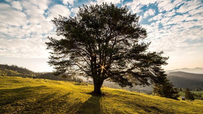 Klima by mohlo zachránit sázení stromů, tvrdí švýcarská studie