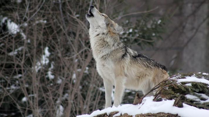 Ministerstvo: Dovolit odstřel vlků není možné, je chráněn evropsky