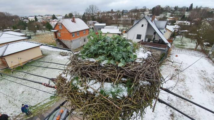 Ornitologové snížili čapí hnízda v Moravskoslezském kraji. Našli v nich i nebezpečné plasty
