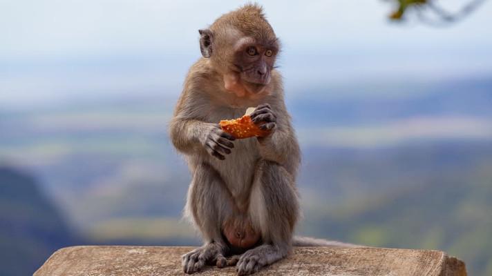 Vědci: Opice pomohou k ekologičtější produkci palmového oleje