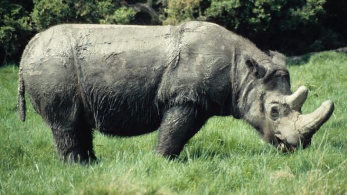 V Malajsii vyhynul nosorožec sumaterský, poslední podlehl rakovině