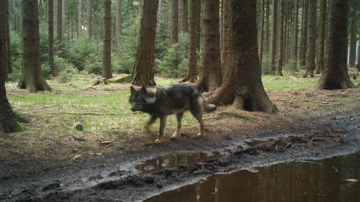Evropské státy nedostatečně řeší riziko křížení vlků se psy