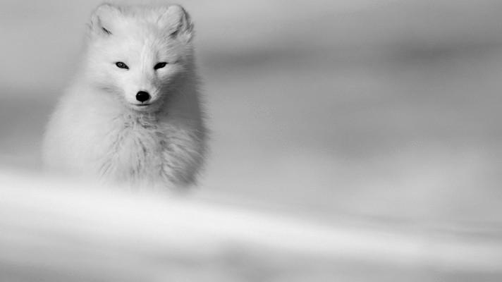 Inspirativní projekty na pomoc přírodě  podpoří iniciativa Arctic Fox