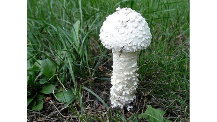 Mykologové našli v Podyjí houbu známou ze Středomoří