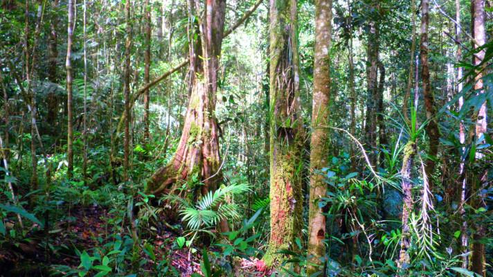 Tropické lesy dokáží odolávat zvyšujícím se teplotám, ale jen do určité míry