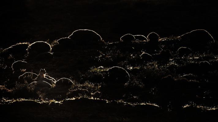 Nejlepším snímkem z přírody je fotografie pumy od Petra Slavíka