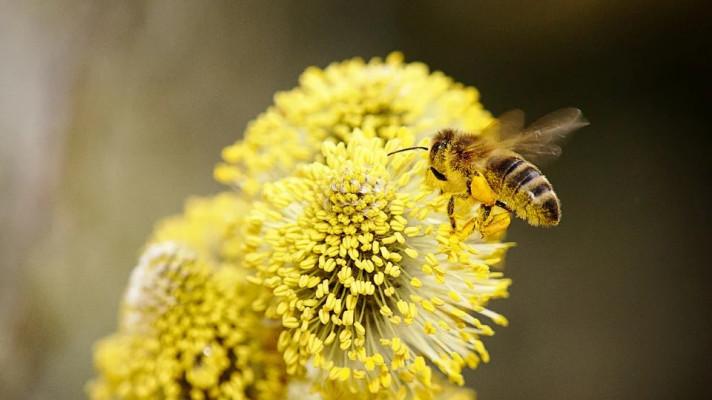 A single exposure to urban air pollution may impair honeybees' olfactory learning and memory