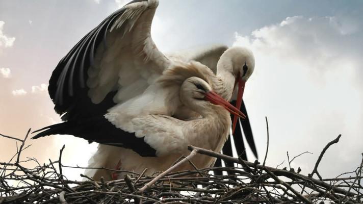 Ornitologové vyzvali veřejnost pomoci sečíst mláďata čápů
