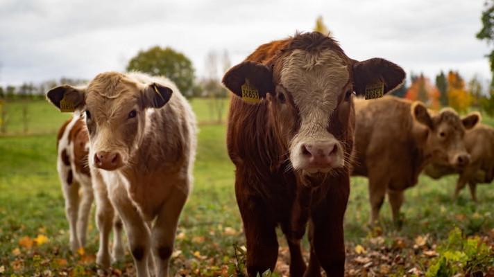 Vědci chtějí pomocí satelitu změřit, kolik metanu produkují krávy