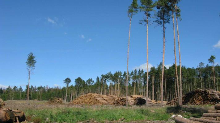 Vývoj zdravotního stavu našich lesů