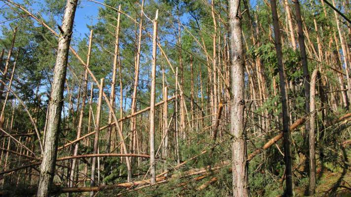 Jak vítr, sucho a sníh poškozovaly lesy v roce 2019