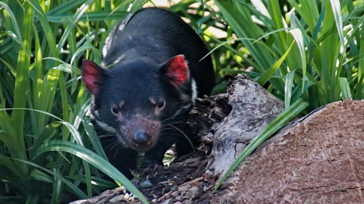 Do australské přírody se po 3000 letech vracejí tasmánští čerti