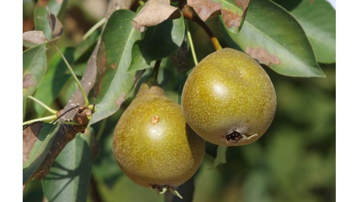 Tradiční pražská výstava starých ovocných odrůd se konat bude! Tradiční pražská výstava starých ovocných odrůd se konat bude!