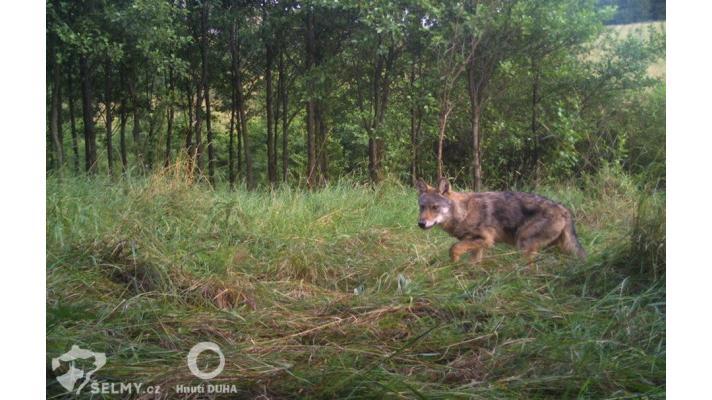 Vlčí hlídky poprvé potvrdily výskyt vlka v Orlických horách