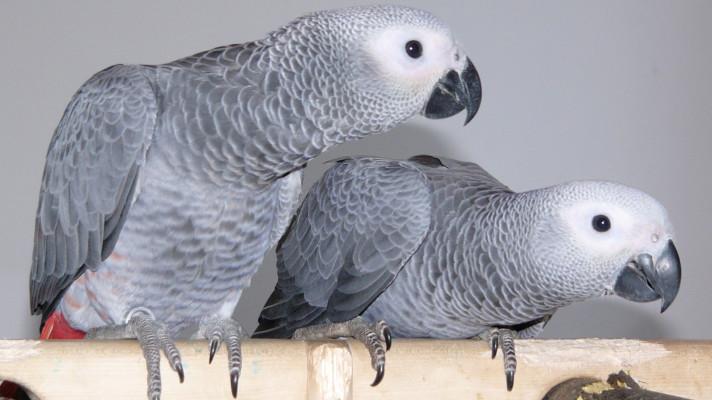 Britská zoo skryla pět papoušků, návštěvníkům totiž nadávali