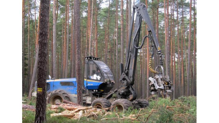 Jaká budoucnost čeká borové lesy v České republice?