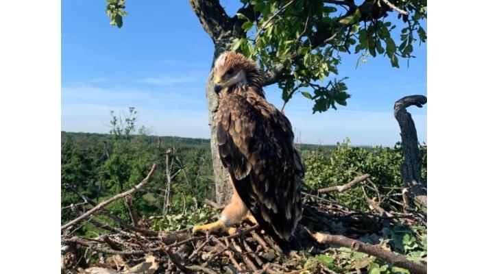 Vzácní orli královští letos v Česku vyvedli sedm mláďat
