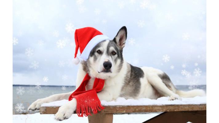 Čemu věnovat pozornost o Vánocích? Stravě vašeho psího miláčka!