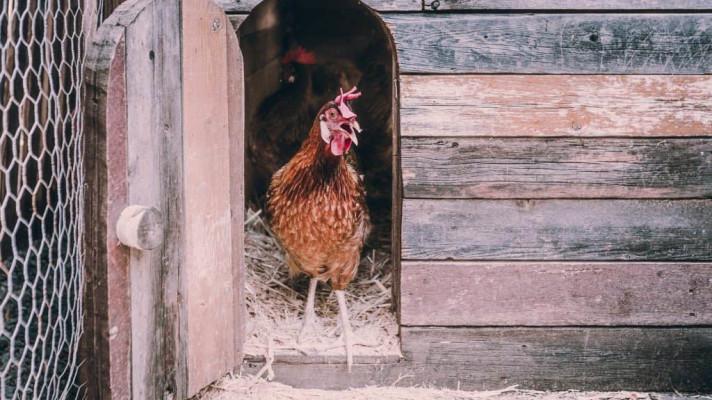 Complete Guide to the Best Animals for Small Farm and Homestead