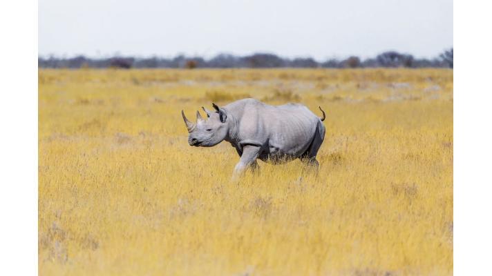 Vědci vytvořili další dvě embrya ohrožených nosorožců