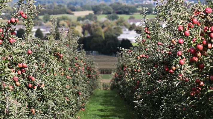 Evropská komise schválila rozšíření podpory pro ovocné sady na všechny podniky, pomůže to rozšířit plochy sadů