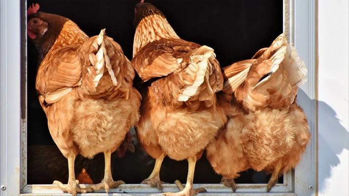 Ohniska ptačí chřipky má stát pod kontrolou, není třeba se bát konzumace drůbežího masa či vajec