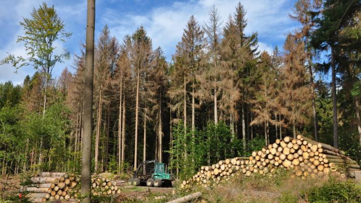 Důsledky kůrovcové kalamity na budoucnost lesnictví ve střední Evropě