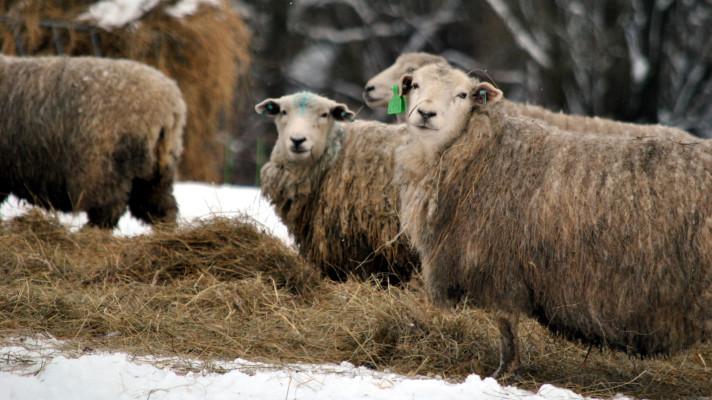 Rozhovor: Zvířata žijící volně na pastvinách mají zdravý a šťastný život, říká Jan Žák z Farmy Rudimov