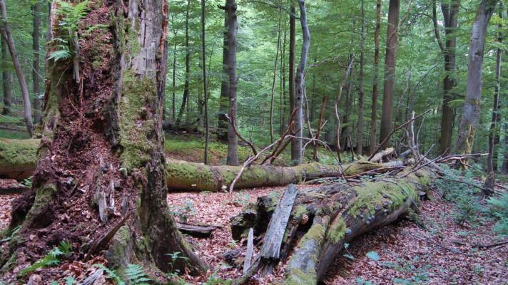Brouci žijící v mrtvém dřevě jsou indikátorem biologické rozmanitosti lesů