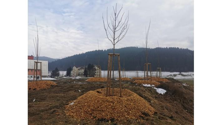 Miliontý strom roste v Halenkově