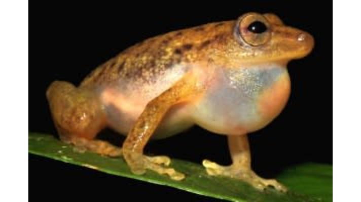 Čeští vědci popsali nový rod žáby z Konga
