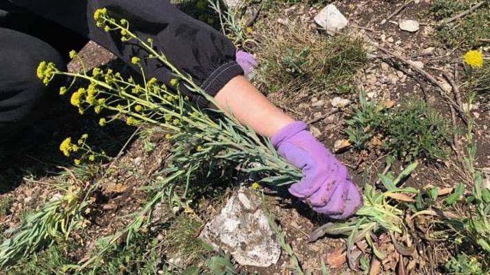 Ochránci hledají další dobrovolníky na vytrhávání borytu na Pálavě, stále kvete