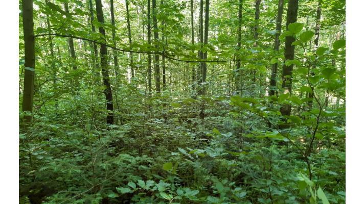 Jak prosperují podsadby buku lesního v přípravných porostech