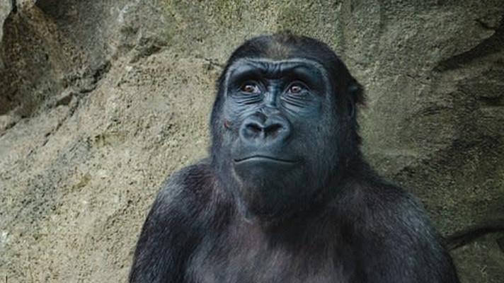 Úspěch v ochraně goril horských vede k nečekaným výzvám