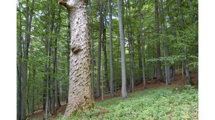 Javor klen je perspektivní dřevinou pro obnovu rozsáhlých holin