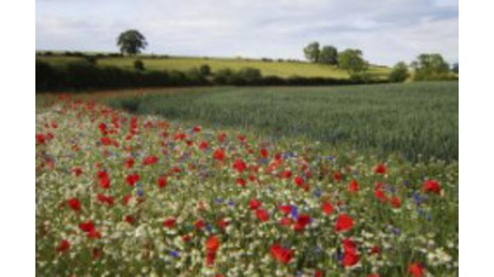 Na polích Prahy se bude hospodařit šetrným způsobem a ornitologové sledují, zda to pomůže ptákům Na polích Prahy se bude hospodařit šetrným způsobem a ornitologové sledují, zda to pomůže ptákům