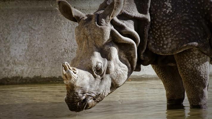 JAR testuje radioaktivní rohy, aby odradila pytláky od zabíjení nosorožců