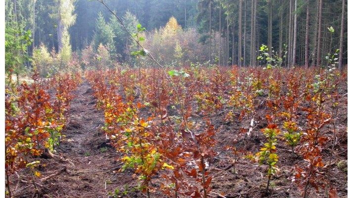 Obnova lesů po kůrovcové kalamitě a Národní plán obnovy
