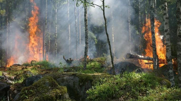 Hasiči dnes na několika místech likvidovali požáry lesa, komplikoval je vítr