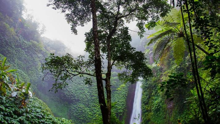 Gabon dostal jako první v Africe zaplaceno za ochranu deštného pralesa