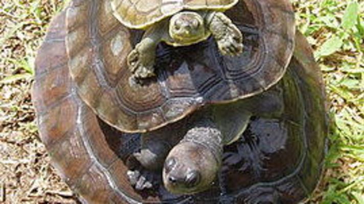 V pražské zoo mohou návštěvníci nově vidět jednu z nejohroženějších želv