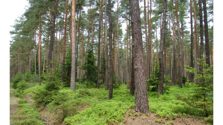 Poklesne produkce borového dřeva v České republice?