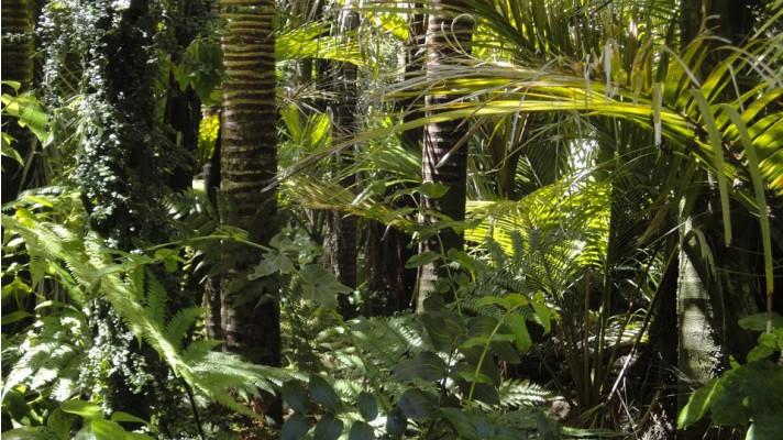 Brazilská Amazonie podle vědců přestává zadržovat oxid uhličitý