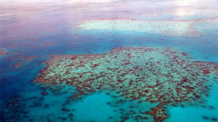 UNESCO doporučilo přidat Velký bariérový útes na seznam ohrožených památek