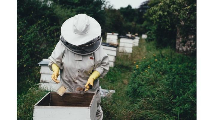 Včelám z úlů rozmístěných na střechách městských budov v Plzni se letos daří